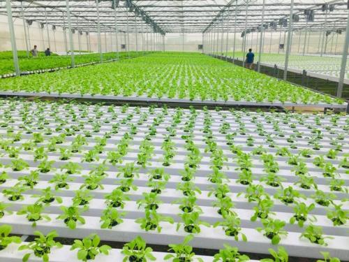 house hydroponic system